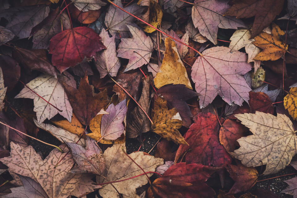 Photograph of assorted, autumn, fall.