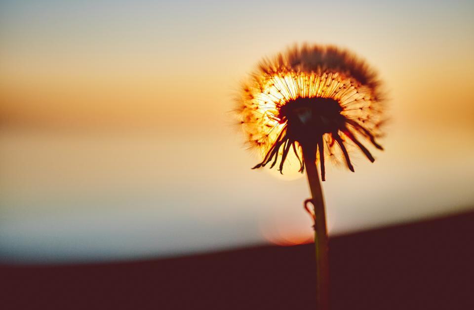 Photograph of dandelion, dusk, flower.