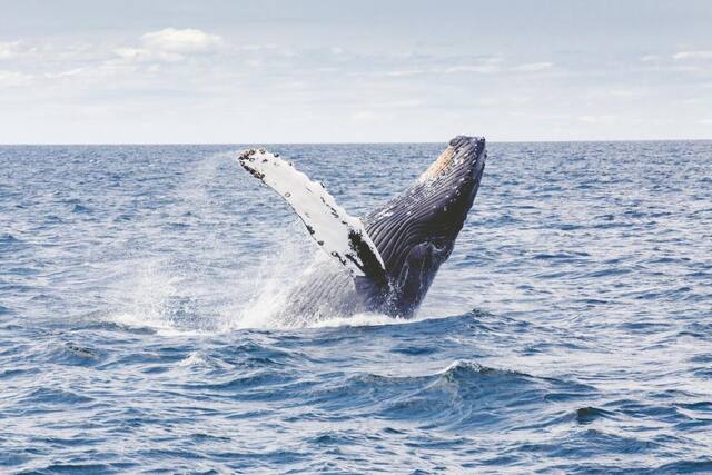 Photograph of animals, blue, fish.