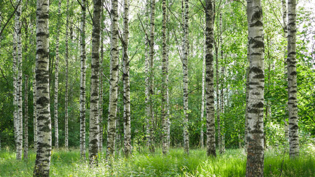 Photograph of birch, empty, environment.