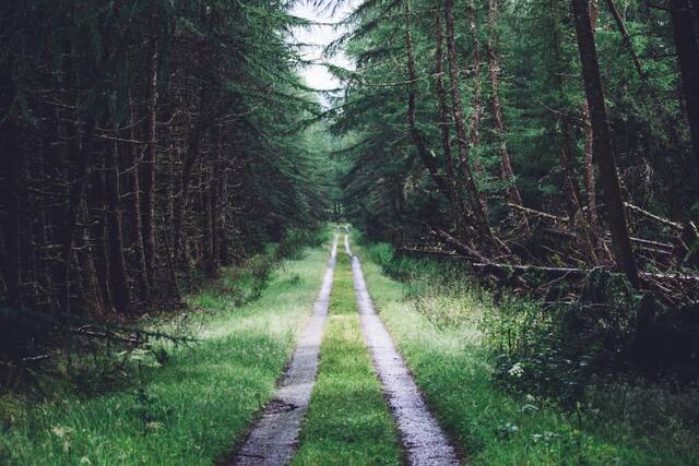 Photograph of forest, grass, green.